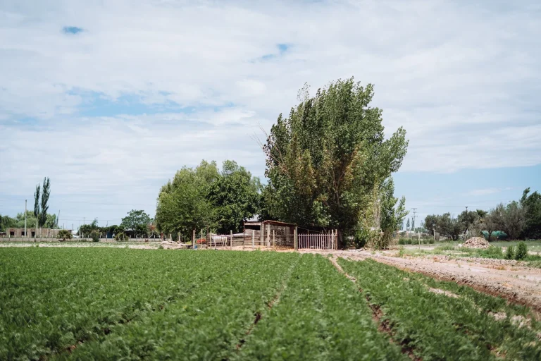 Curso de AGRICULTURA ECOLÓGICA EN LA EXPLOTACIÓN AGRÍCOLA — formación SEPE