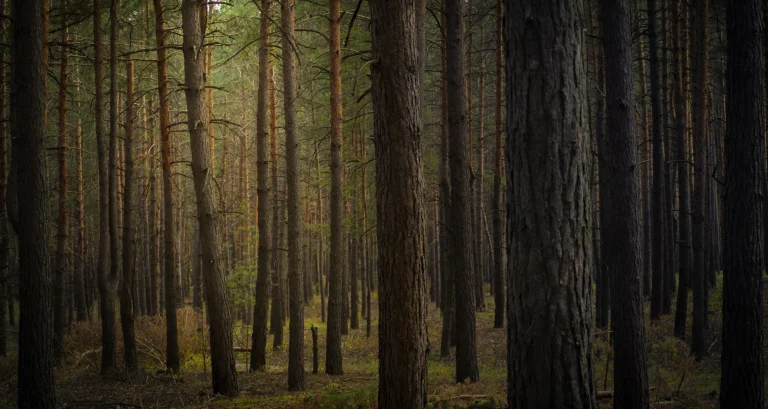 Curso de EXTINCIÓN DE INCENDIOS FORESTALES — formación SEPE