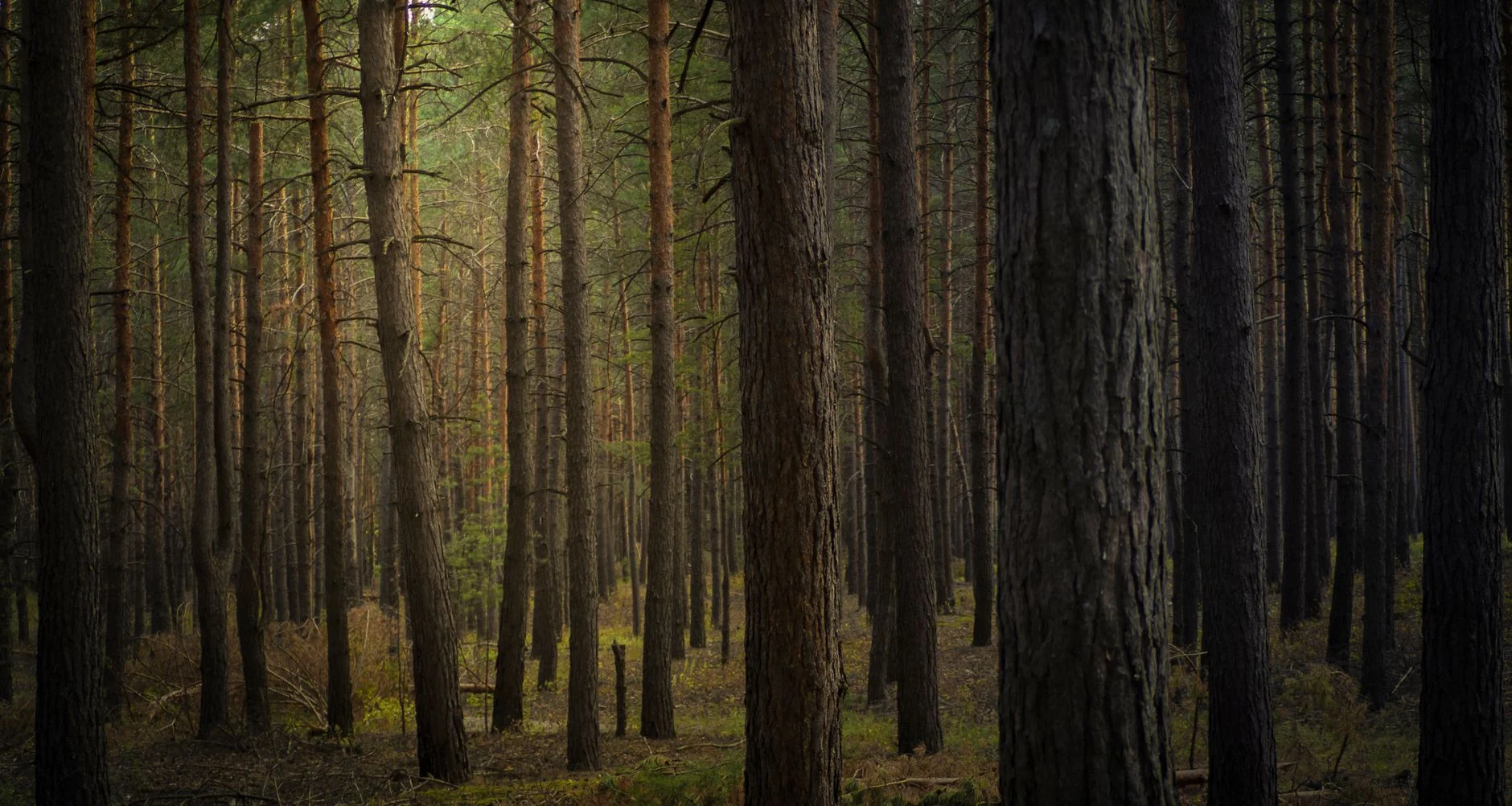 Curso de EXTINCI&Oacute;N DE INCENDIOS FORESTALES &mdash; formaci&oacute;n SEPE